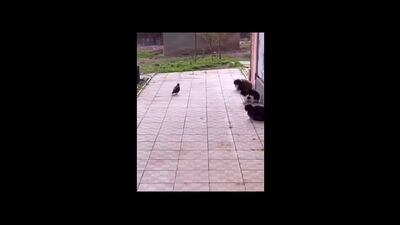 Pussy Power #126 жасалды