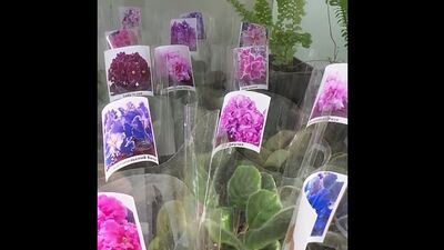 Violeta de variedade adulta.MP4