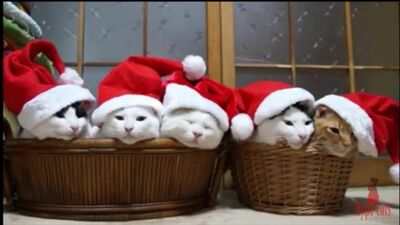 A AGITAÇÃO DE ANO NOVO DOS GATOS VESTIDOS DE PAPA NOEL