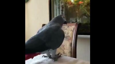 Seit einigen Tagen schon tanke ich durch dieses Video jede Menge positive Energie. Dabei ist es doch nur der Papagei Timoscha!