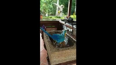 Video di Natalia Garcia