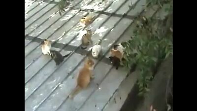 Partouze entre chats