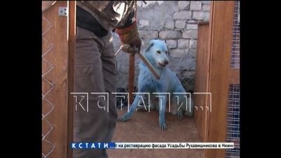 Dla niebieskich psów z Dzerżinska, które zasłynęły w całej Rosji, wybudowano nowy dom