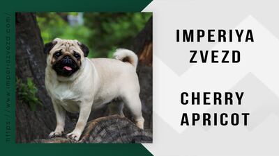 Steša_IMPERIYA ZVEZD CHERRY APRICOT