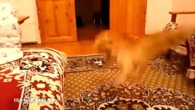 O gato assustado com o salto do Mario (O Gato Mario)