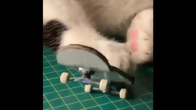 Tag 34 der Quarantäne: Die Katze lernt, wie man Techdeck spielt