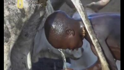 Un petit Noir excite une vache pour obtenir du lait. Il se lave sous une vache qui urine. Il urine. Afrique. J'ai décrit le garçon. De manière documentaire. Il urine
