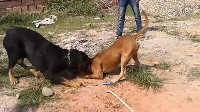 Walki psów: pitbull kontra rottweiler – test