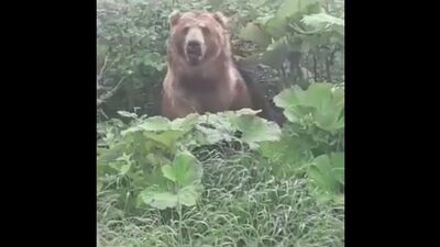 En Sochi, un oso se puso de pie ante la gente y se adentró en el bosque