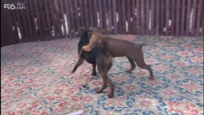 Walki psów: szczenię chińskiego czerwonego psa górskiego (laichou) kontra pitbull