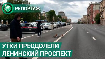 Se ha cortado al tráfico la avenida Leninsky en la capital para permitir el paso seguro de los patos. FAN-TV