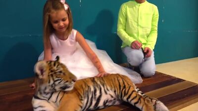 O Sr. Max dá os parabéns. Brinquedos da Miss Katie. BRILHANTES com tigres para a Miss Katie de 4 anos (Novo vídeo, 2019) - canal infantil no YouTube