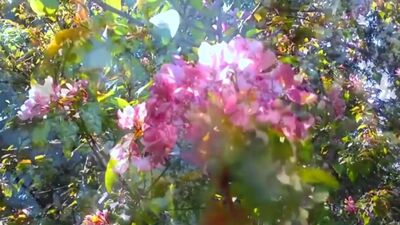 Мелодія весни. Квітучий сад. Melody Spring. Blooming garden