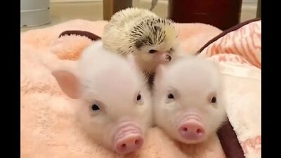 Les trois petits cochons :)