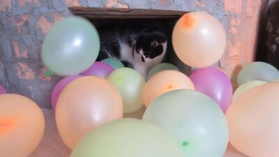 [Allez, c'est parti !] DES FARCES À DES CHATS ! ON A FAIT UNE FARCE À MALYSH ET À MURKA ! LE LAPIN BUFFY ET UNE FARCE HILARANTE AVEC PUPSA ! DES CHATS DRÔLES