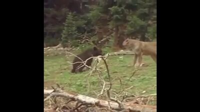 Uma puma atacou um filhote de urso
