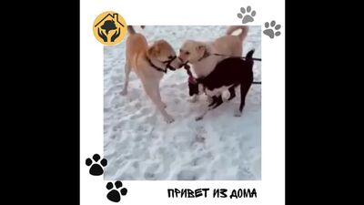 Video realizzato dal rifugio per cani "Alkin Dom" di Krasnojarsk