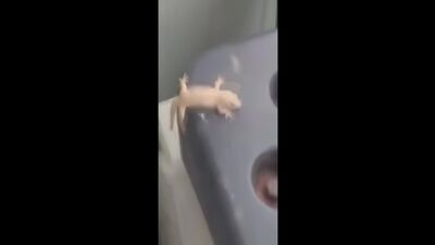 Un lézard complètement dingue qui fait du flexit sur un tempo effréné
