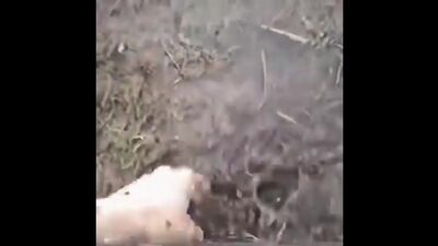 Anton Lapenko / Au cœur de Lapenko / champignons psilocybines, champignons hallucinogènes, amanite tue-mouche, TikTok, mèmes, sketch 2020, 2ch, WBM