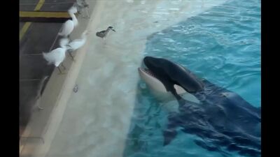 Uma orca astuta apanha pássaros com isco