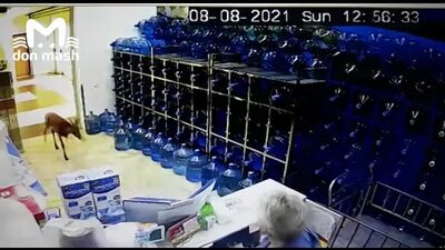 Un cervo ferito ha fatto irruzione in un negozio di Rostov
