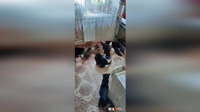 In Jekaterinburg wurden zehn Welpen in ein Grab geworfen. Eine Einwohnerin hat sie gerettet – und weiß nun nicht, was sie tun soll