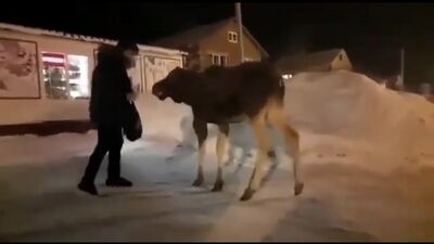 Les habitants de la région de Samara ont nourri un petit élan