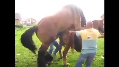 Accouplement entre un cheval et une jument 18 (érotisme, porno) 4