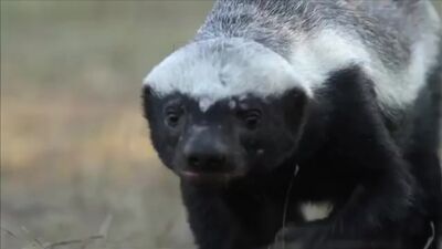 Miodożer w akcji! Przeciwko lwu, lampartowi, hienie i żmiji! (360 x 640).mp4