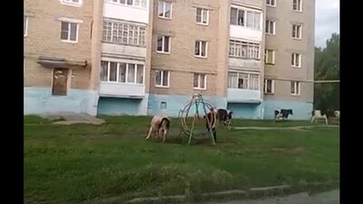 Vídeo de Podslushano Ivdel News