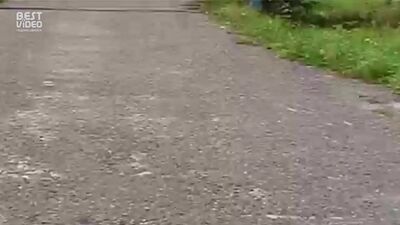 Bójka na weselu (waleczny kot)