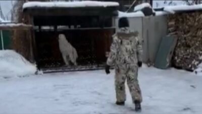 Znowu odwiedzam mojego synka, wychowanka hodowli Timertash Shik i Blesk (Tiumeń). Pytania proszę kierować pod numer +79048881825 (Viber, WhatsApp) lub na stronę internetową