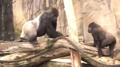 Filmy przedstawiające kopulujące małpy w zoo ● Śmieszne zwierzęta 2015 _ Kopulujące małpy w zoo – filmy