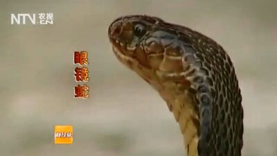 Le serpent « Shé », ou « Yitiao Shé » (un seul serpent). Les serpents « Shé Mu » (tête de serpent, ou œil). Le serpent venimeux « Du Shé » (serpent venimeux). Le cobra