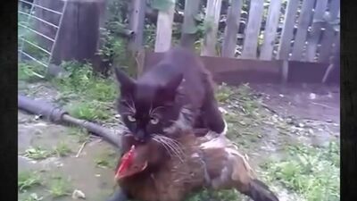Мысық тауықпен жыныстық қатынасқа түседі, о, қандай ақымақ (1080p).mp4