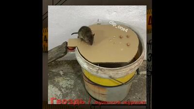 Пастка для мишей своїми руками!