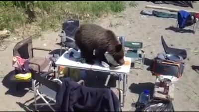 Нахабний ведмідь