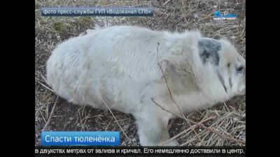 Біля форту Шанц знайшли дитинча тюленя у вкрай важкому стані