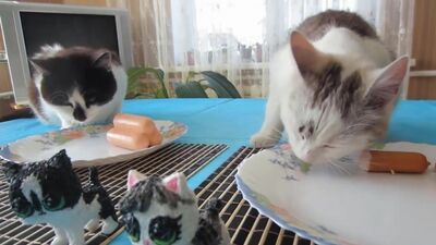 [Vamos lá!] DESAFIO SQUISHY! COMIDA SQUISHY vs COMIDA DE VERDADE! De tanto rir, até a barriga dói! O GATINHO e a GATINHA MURKA estão a brincar