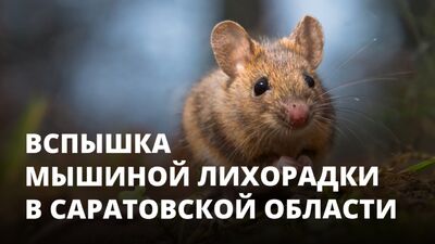 Brote de fiebre del ratón en la región de Saratov. ¿Qué hay que hacer?