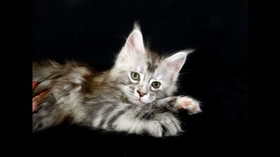 ¿Cuántas niñeras se necesitan para acostar a un solo gatito?