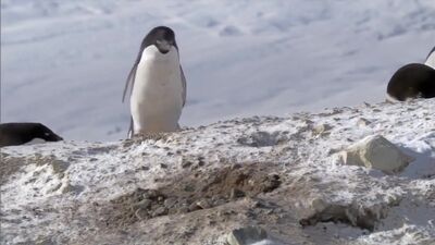 Um pinguim muito astuto