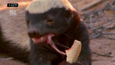 O animal mais agressivo do planeta - O urso-melífero