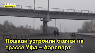 Des chevaux en fuite ont fait une course sur la route reliant Oufa à l'aéroport – VIDÉO