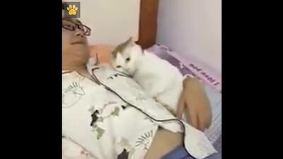 Abrazos de gatito