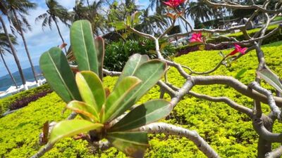 Aperçu [FV] : la météo à Nha Trang en février / avis 2018