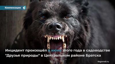 Suite à une décision du tribunal de Bratsk, le propriétaire du chien qui a attaqué une écolière dans l'enceinte d'un lotissement est tenu de verser 100 000 roubles à sa famille